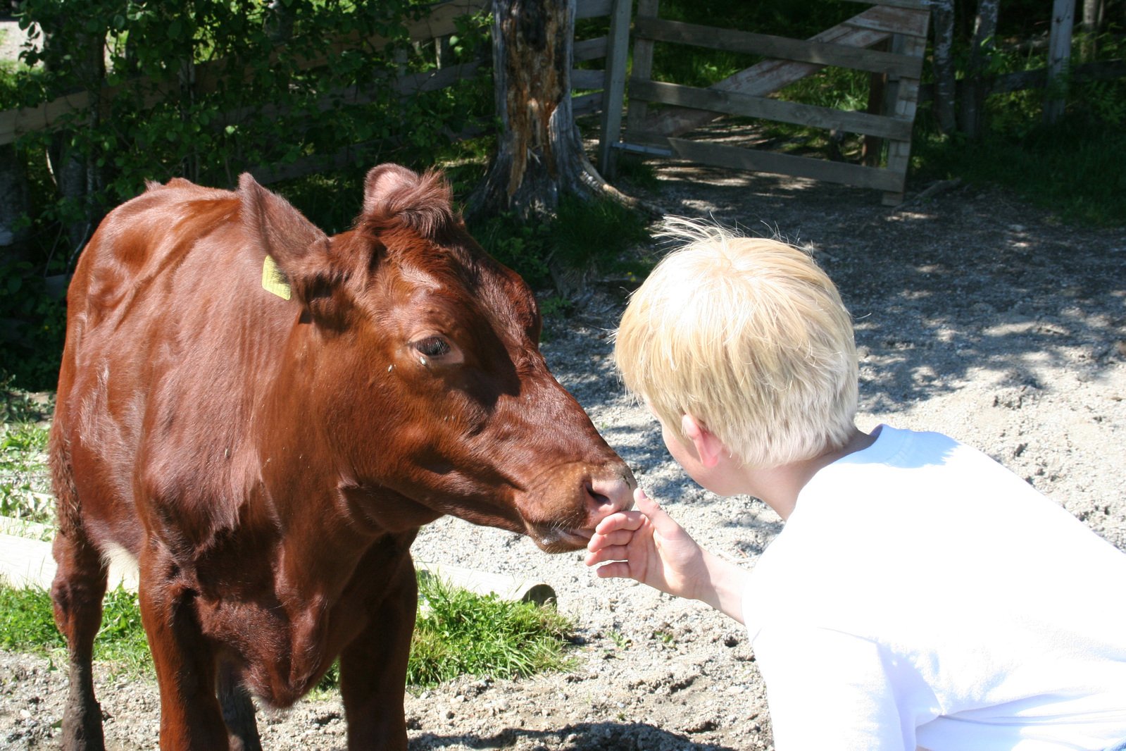 a  feeds a small cow from the mouth