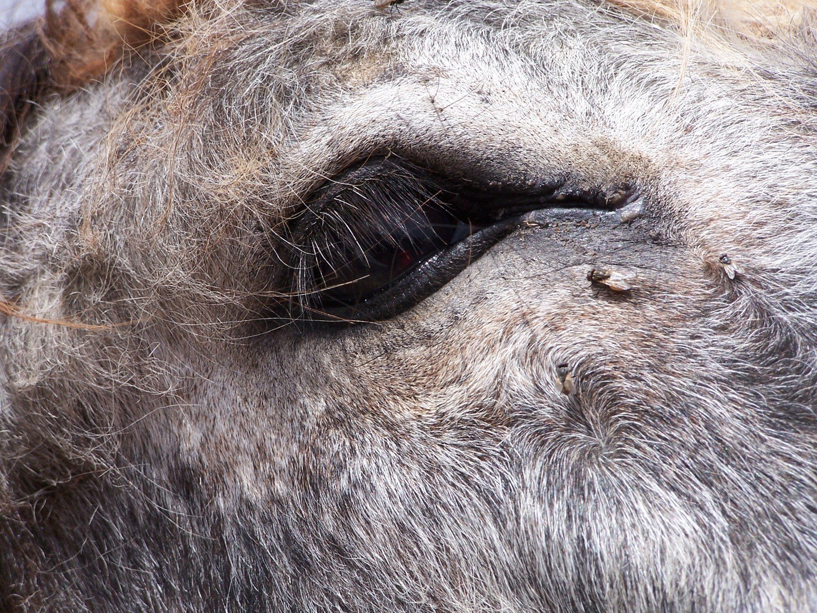 the eye of a horse is showing black spots