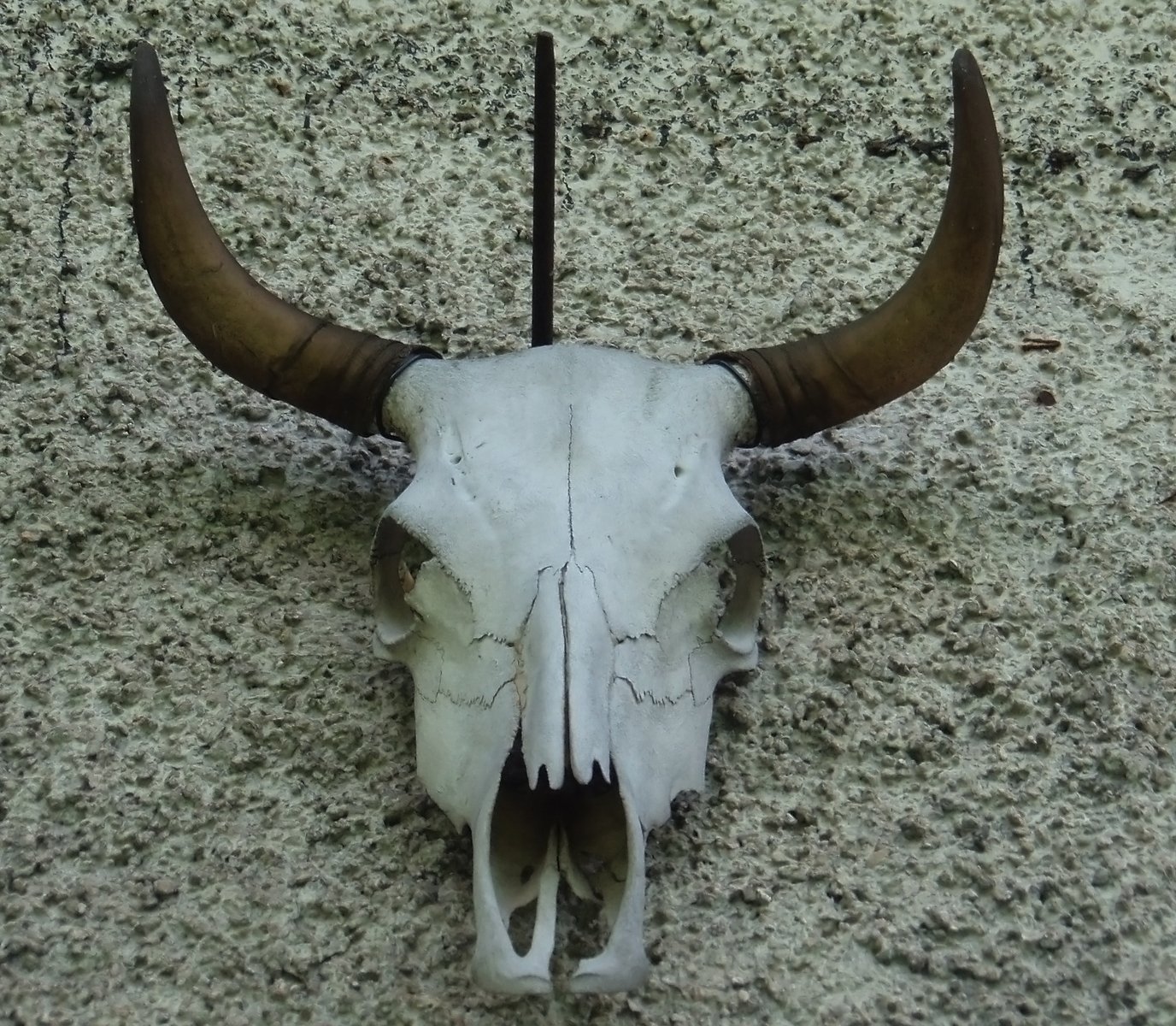 there is a bull skull with long horn horns