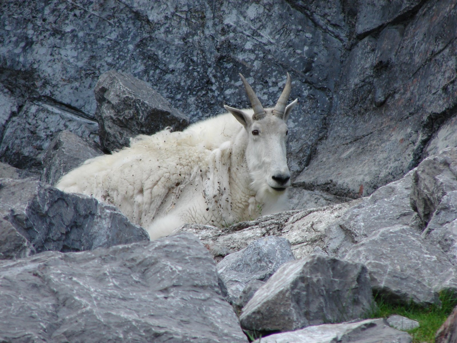 a mountain goat resting on some rocks near the ocean