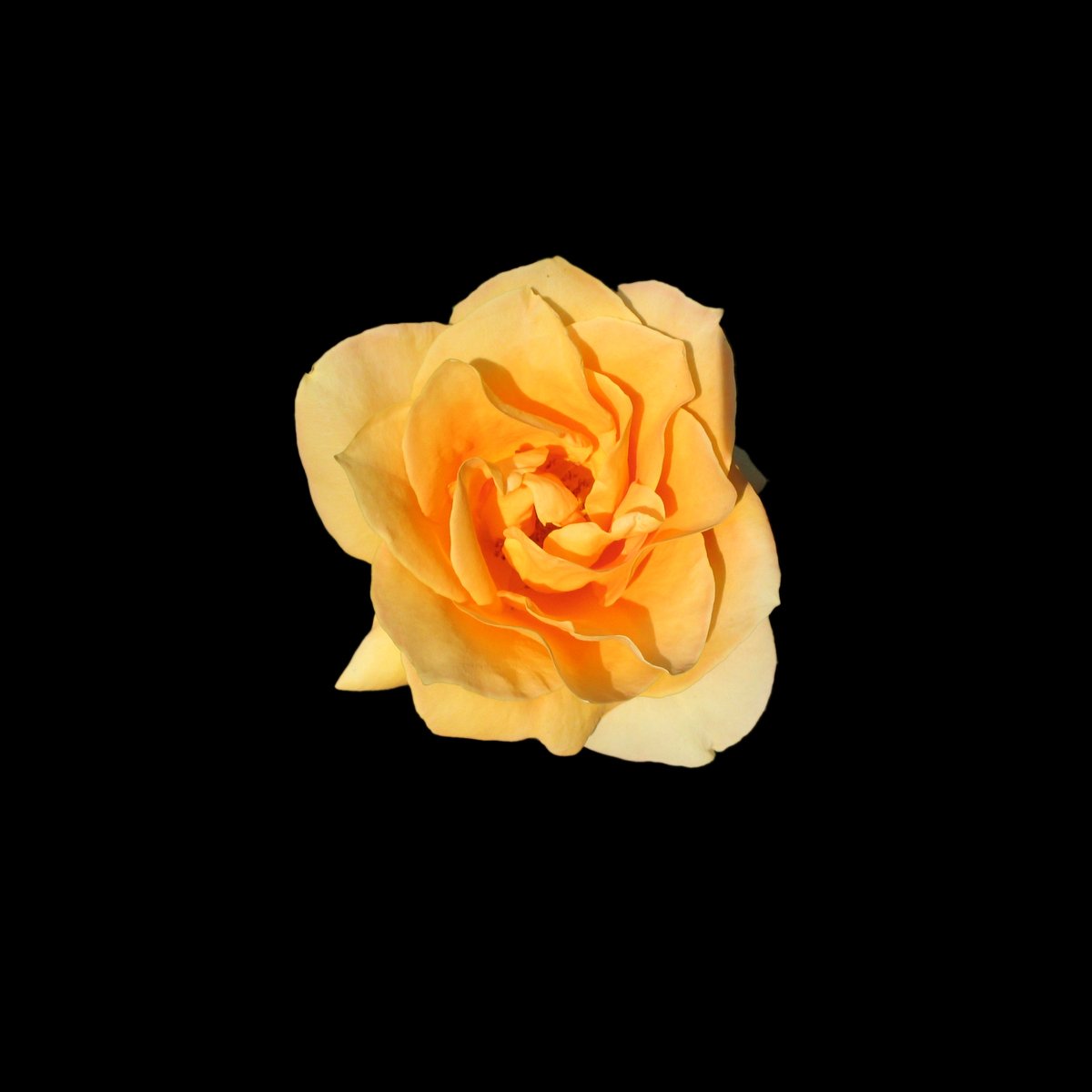 a yellow rose in full bloom on a black background