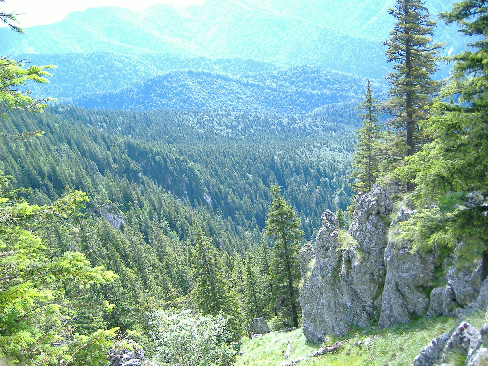 trees and rocks in the mountains overlooking the valley