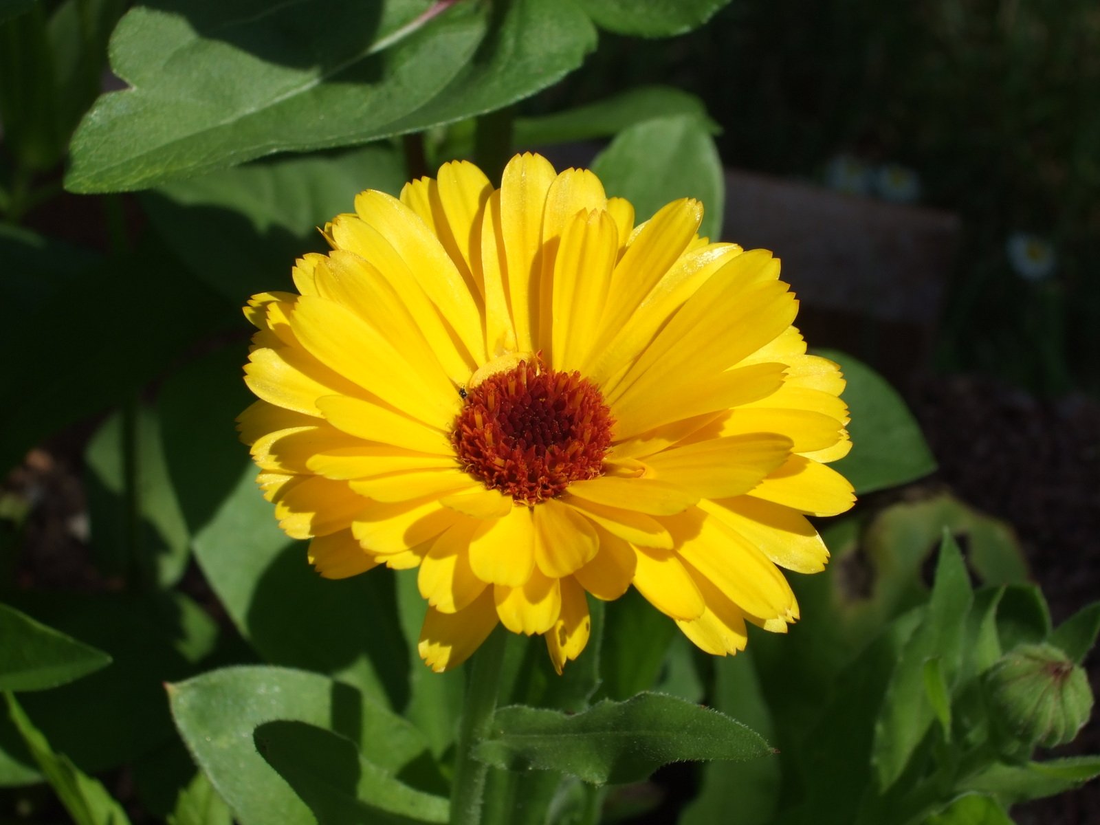 a yellow flower with red center blooming on a sunny day