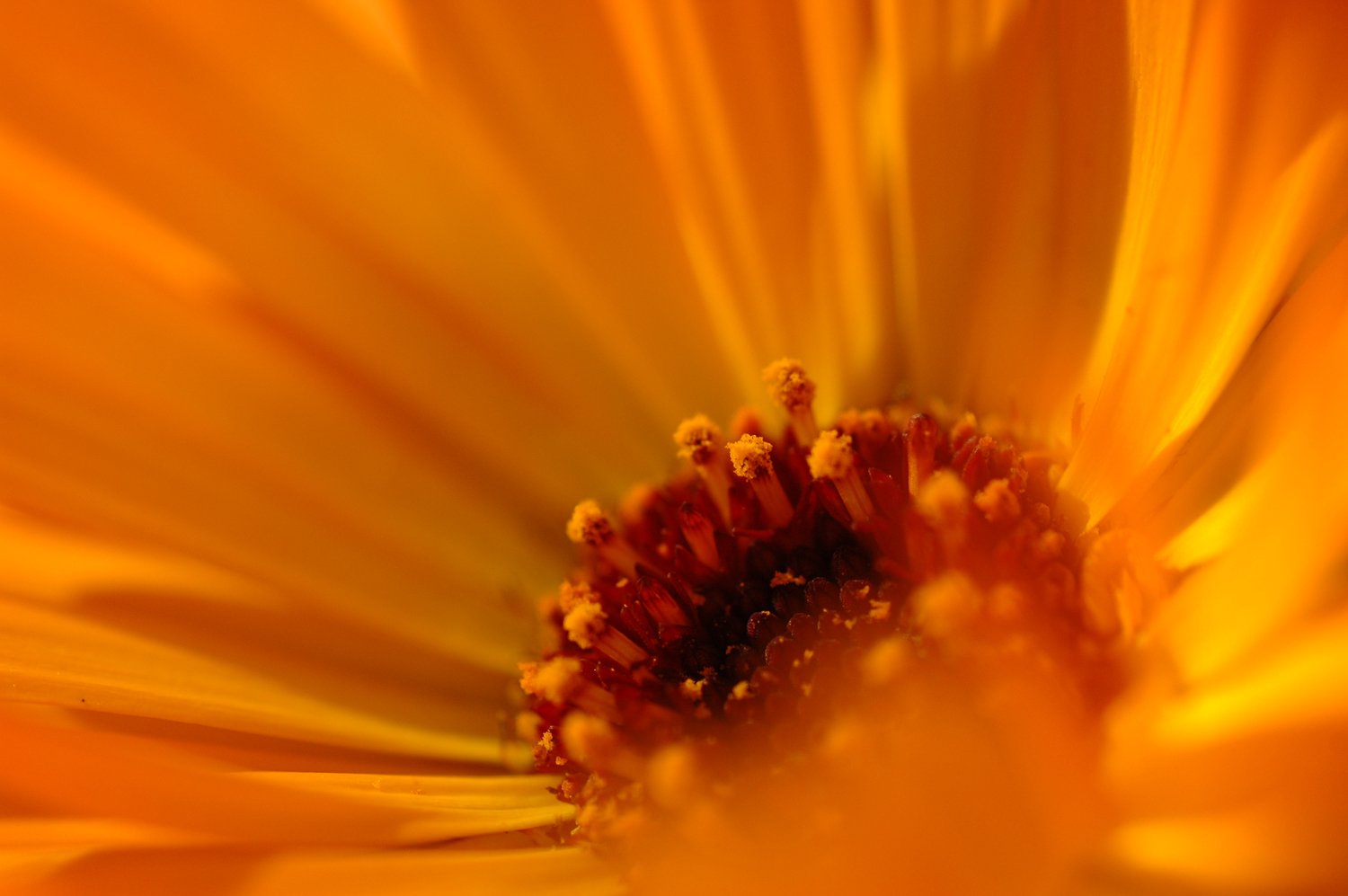 an image of orange flower on a yellow background