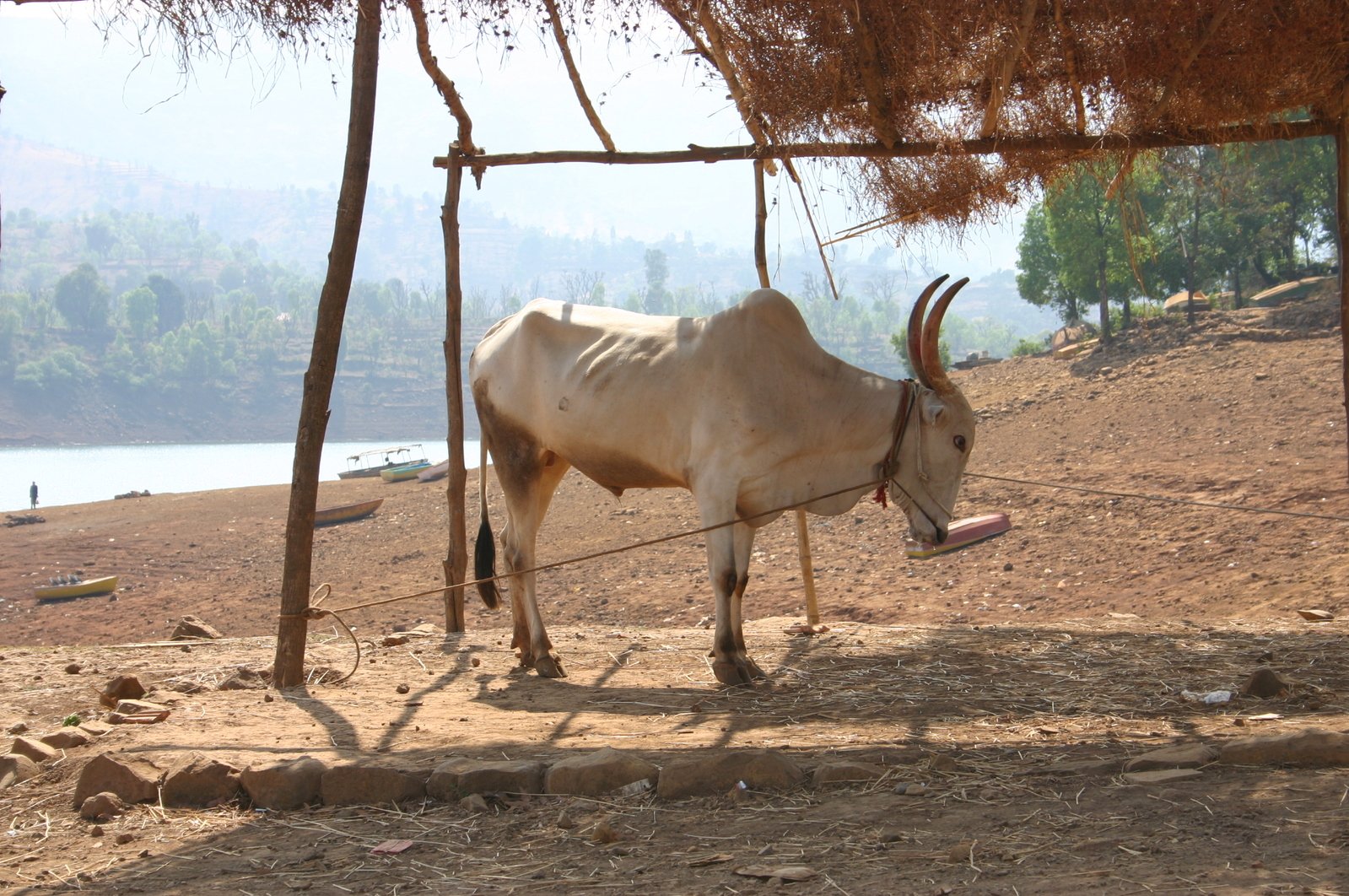 a large horned animal standing on top of a dirt field