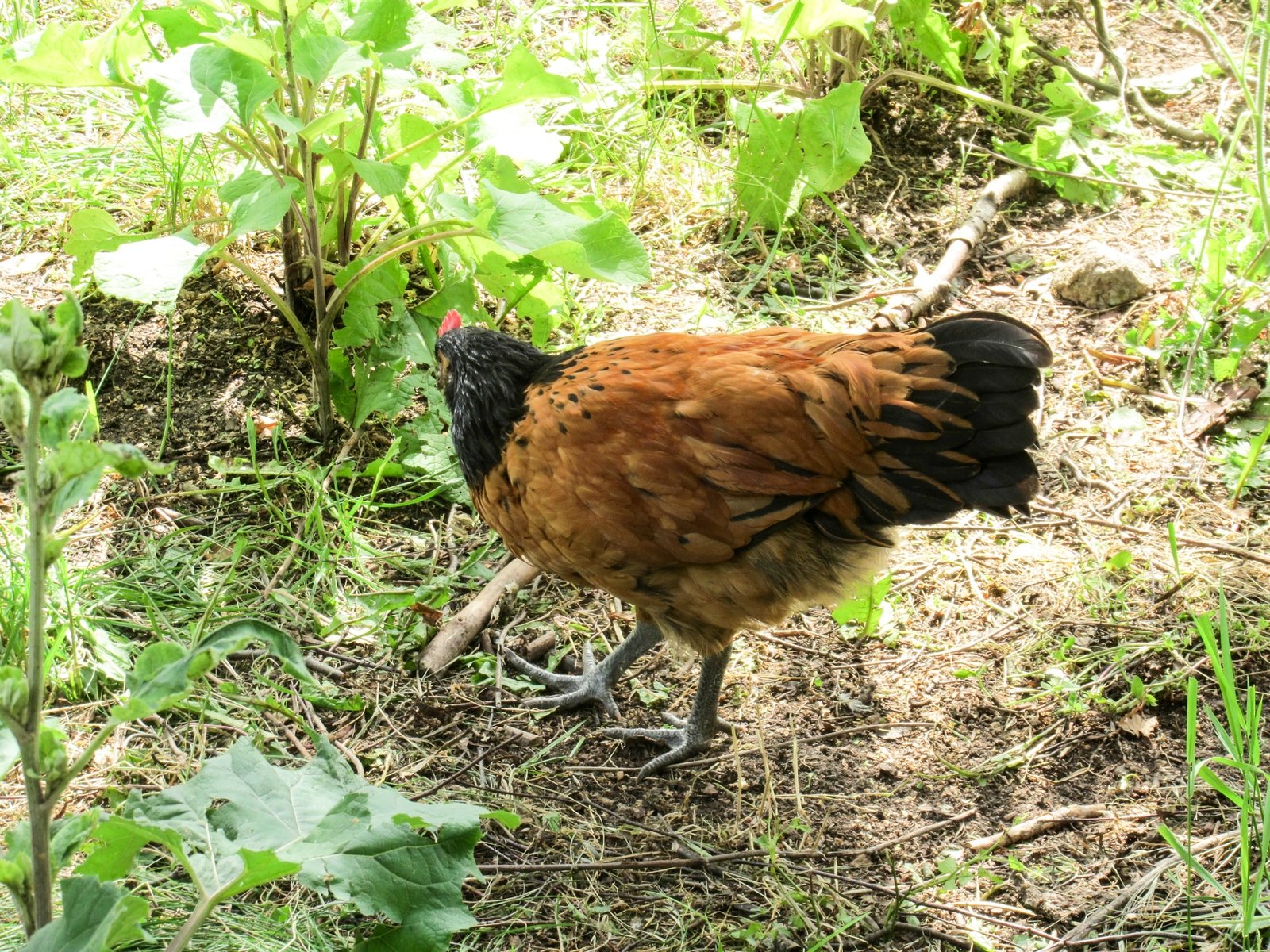 there is a rooster walking through the grass