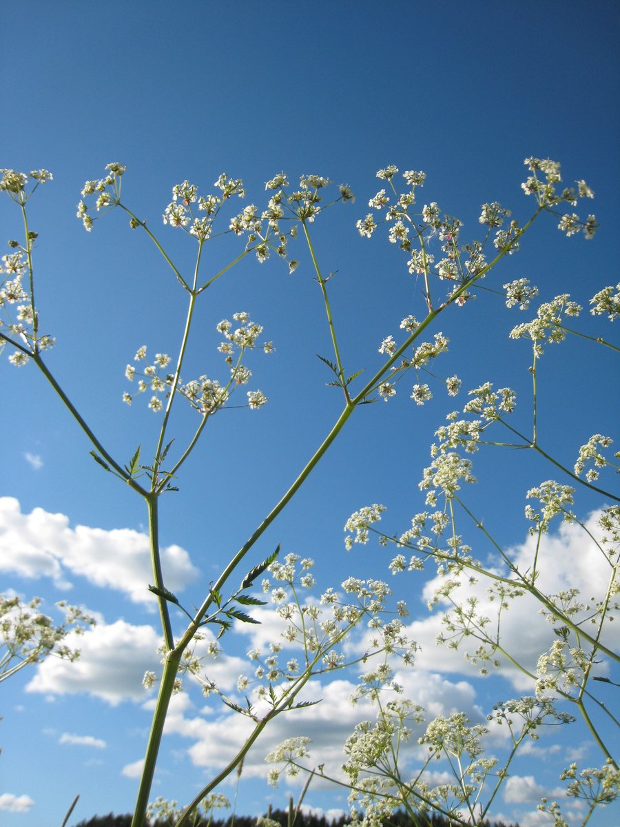 several tall flowers with small white petals against the sky