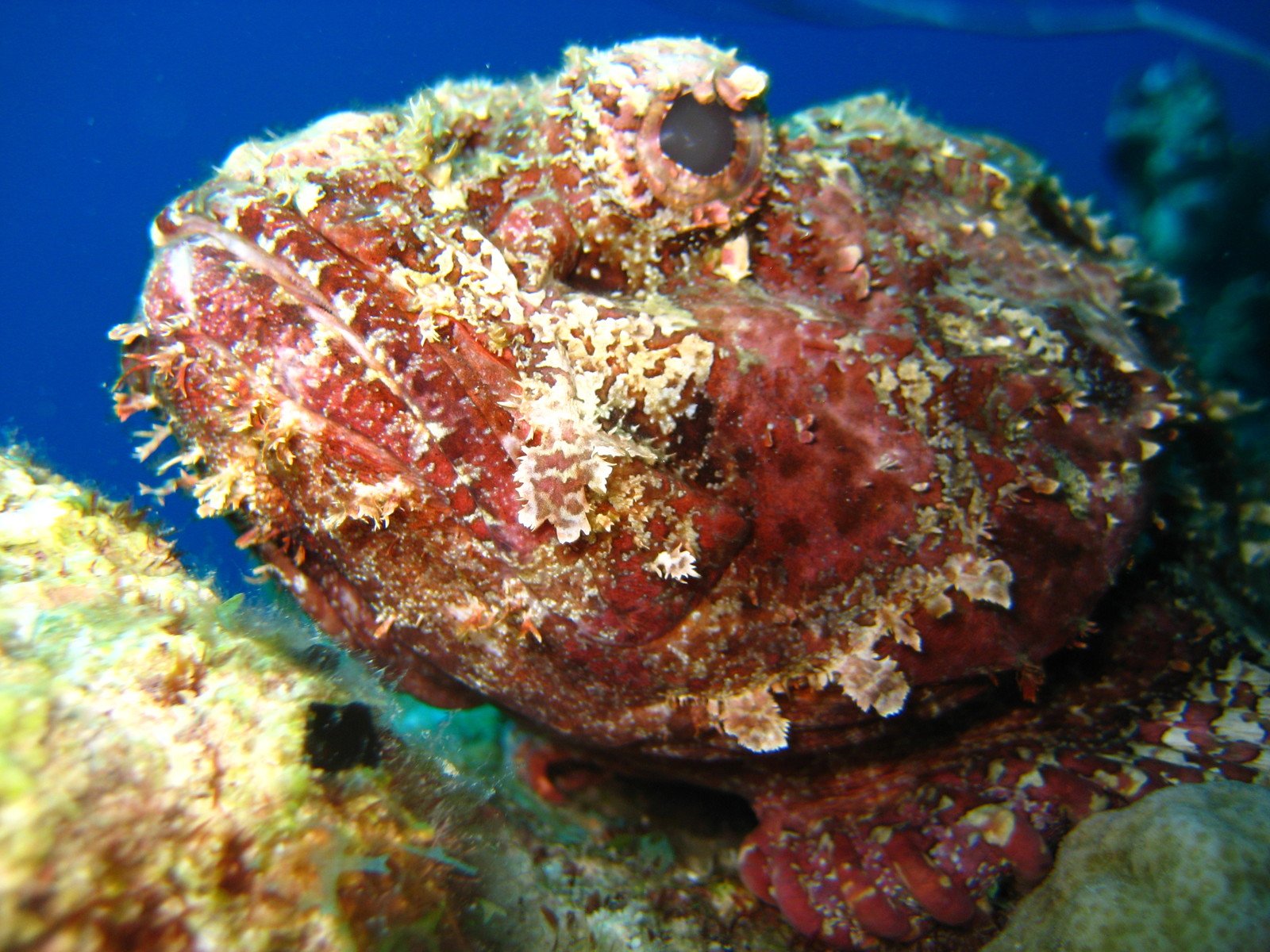 a red sea sponge on the bottom of a coral