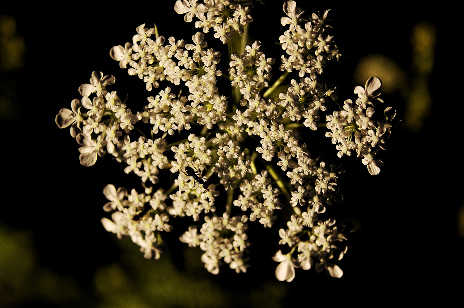 a bouquet of white flowers is seen against a black background