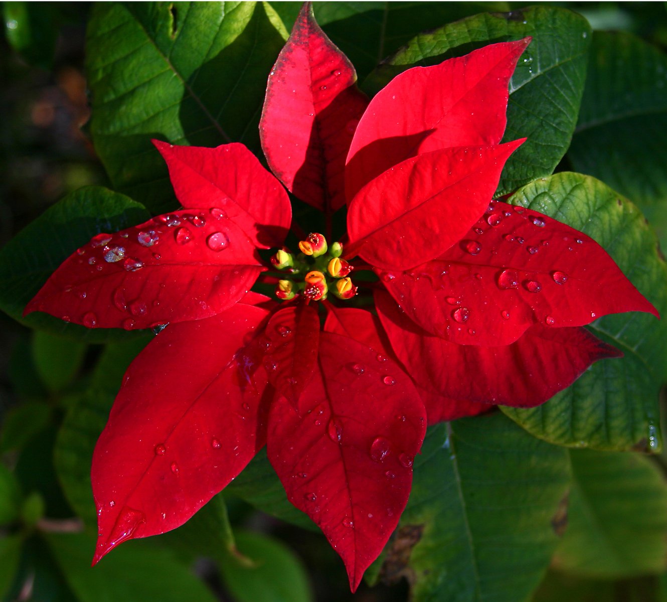 a beautiful red flower that is still blooming