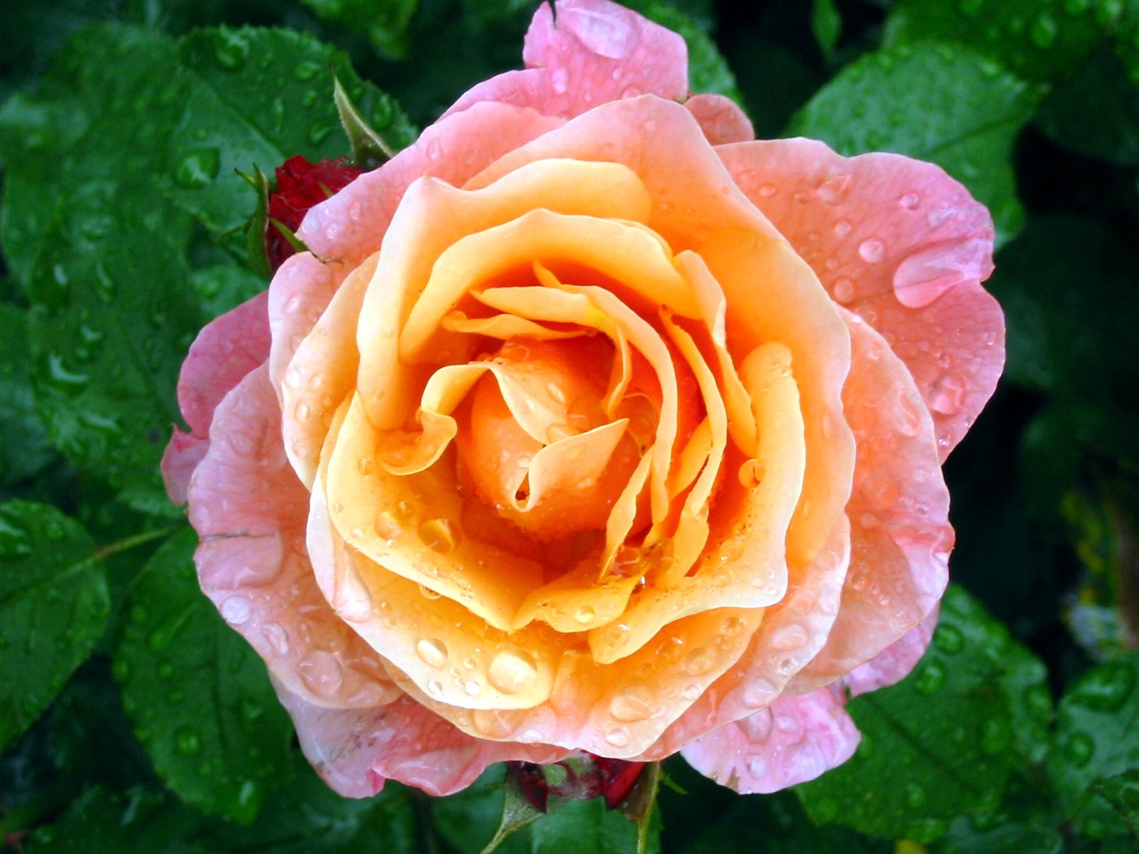 a rose with water droplets around it