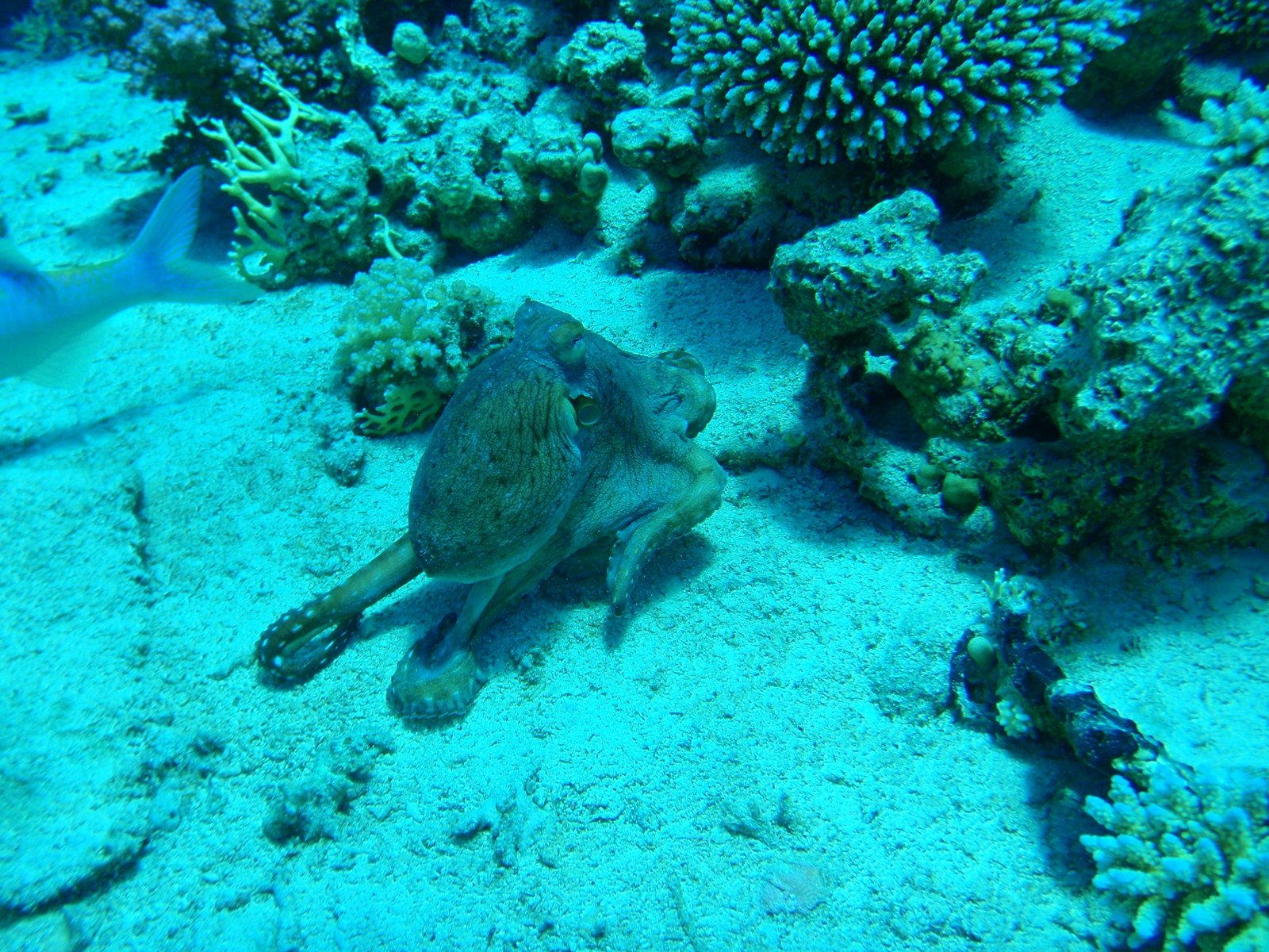 a fish swimming on the ocean near some corals