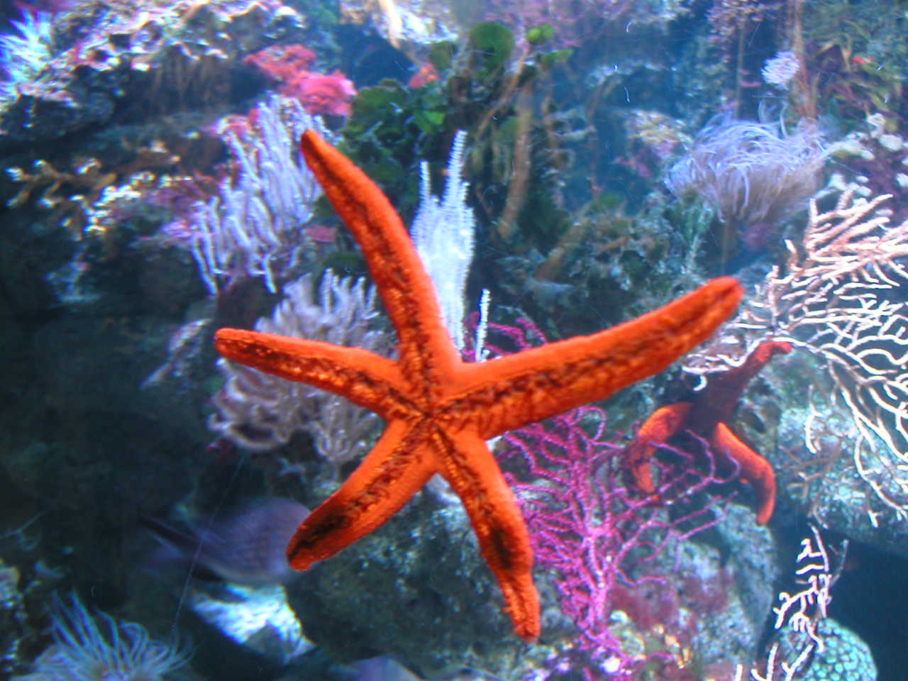 an orange starfish in shallow water near corals