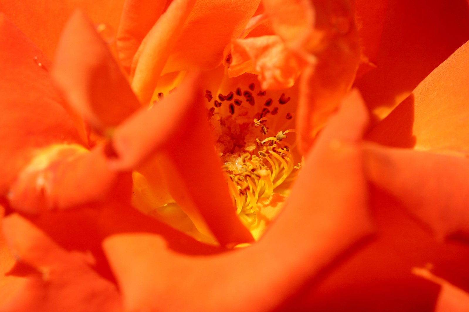a close up image of some orange flowers