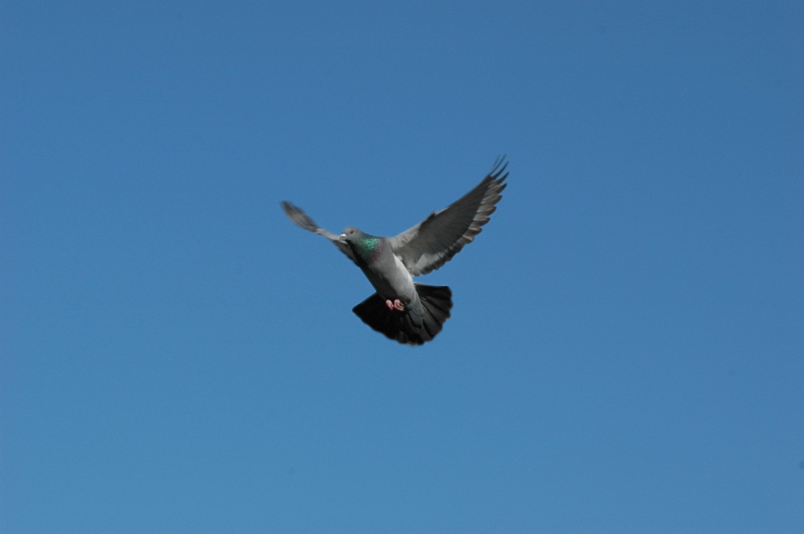 the black bird is flying against the blue sky