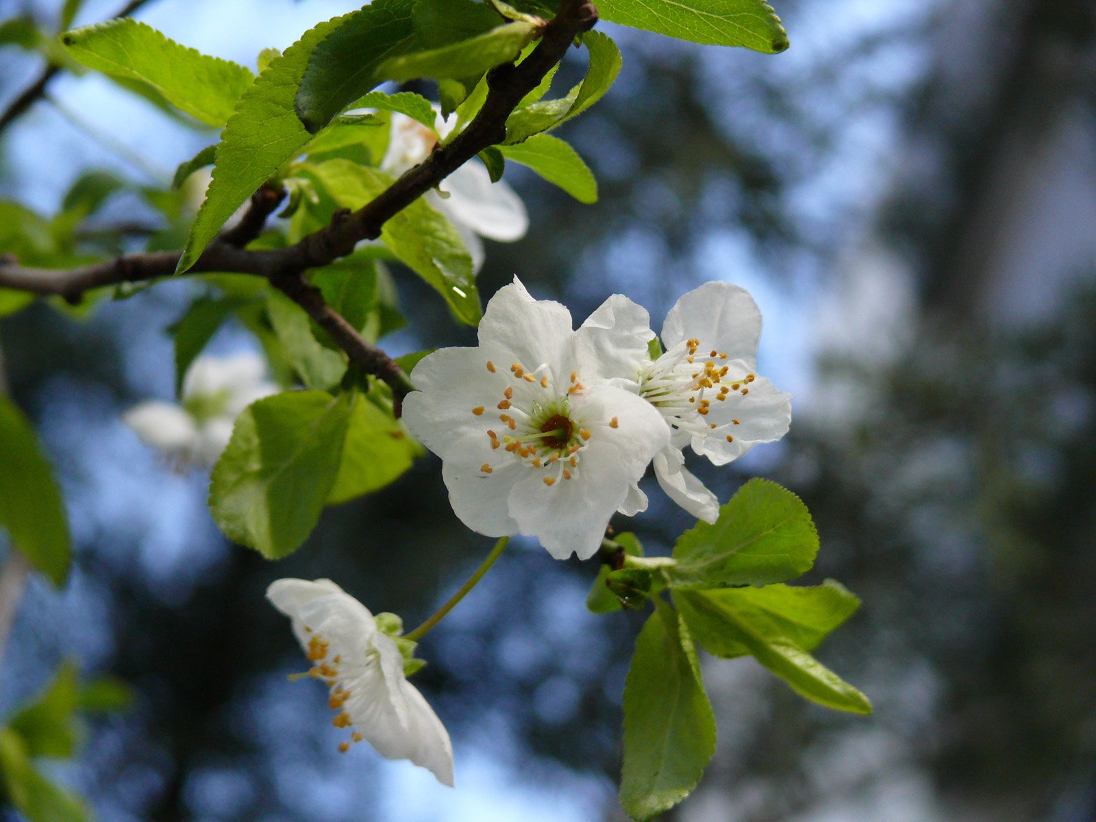 blossoming white flowers in a green leaf filled area