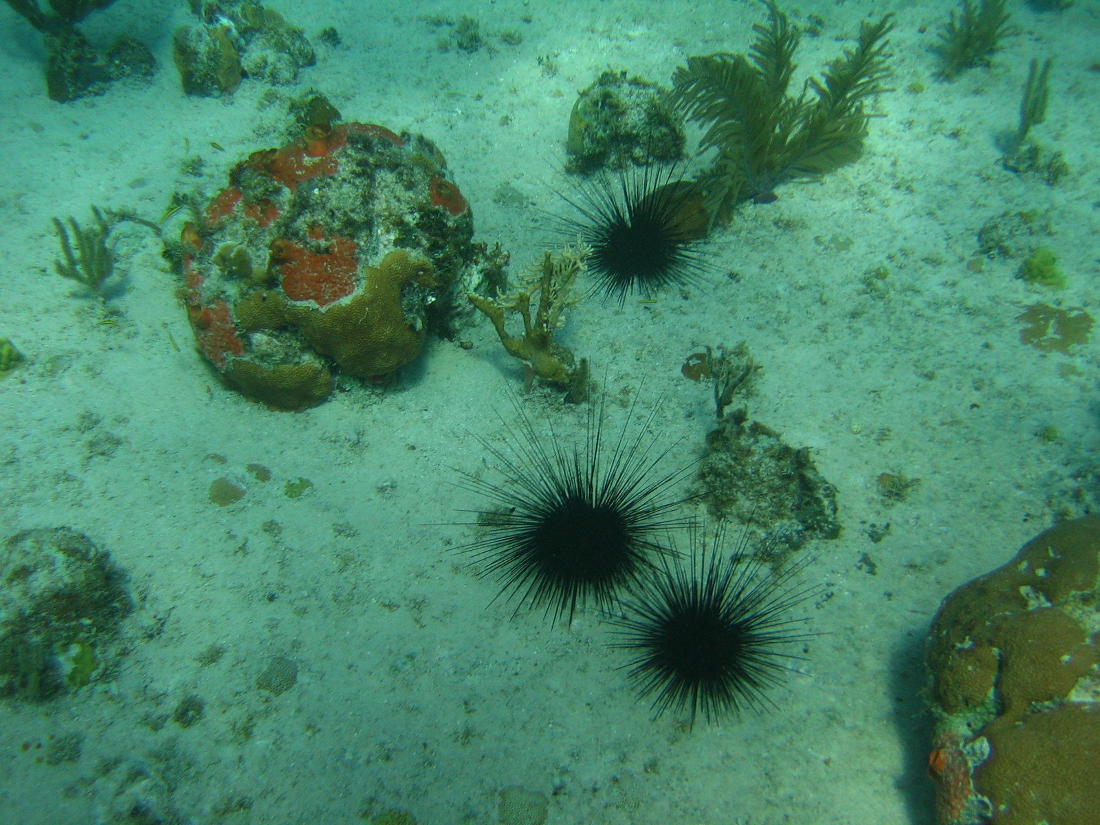 two sea urchins in shallow water among other ocean life