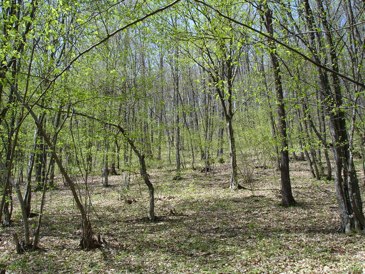 there is an image of a wooded area