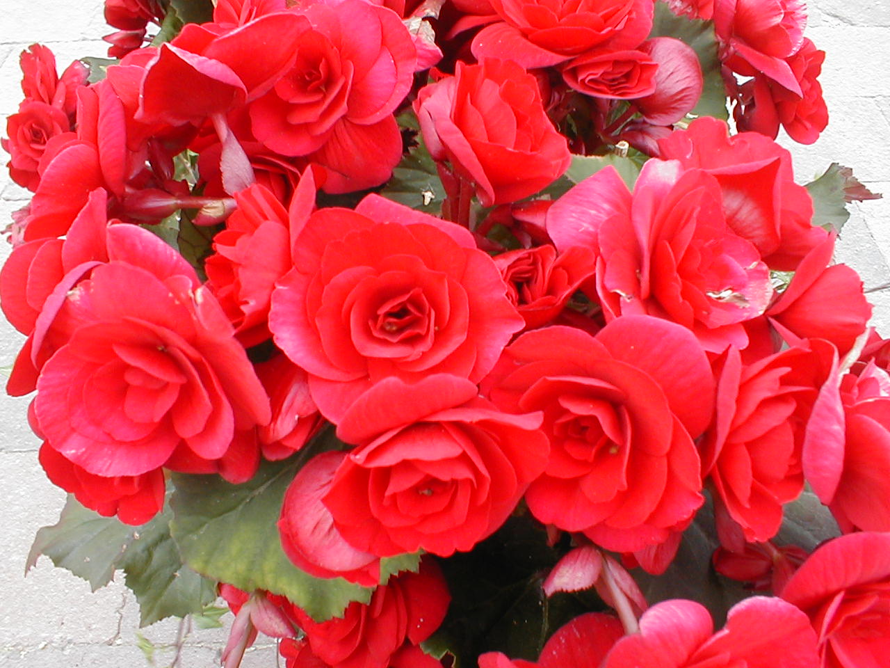 red roses are grouped together with buds on the stems