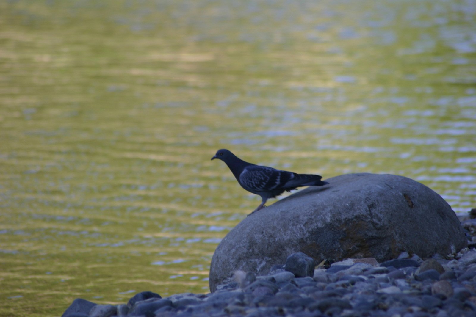 a small bird perched on top of a rock next to water