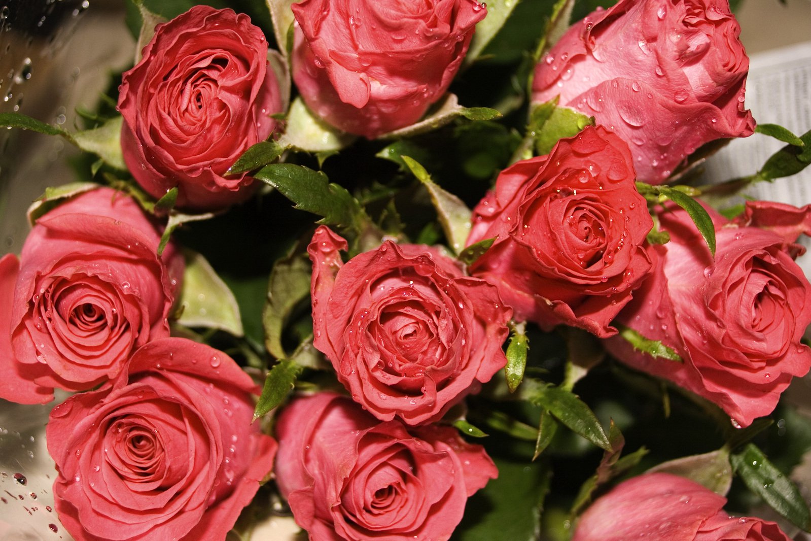 red roses in a bouquet with water droplets