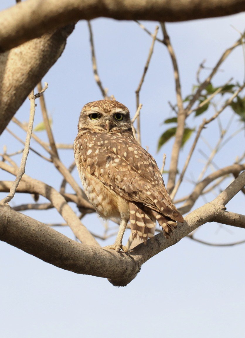 a brown owl is sitting on a tree nch