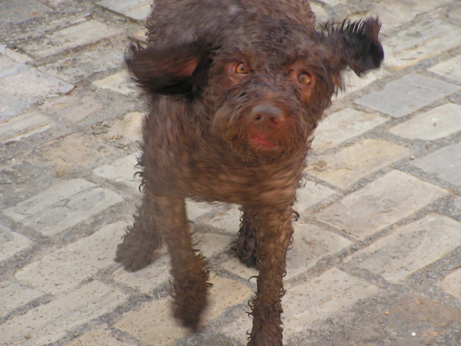 small wet dog standing on brick surface and looking directly at camera
