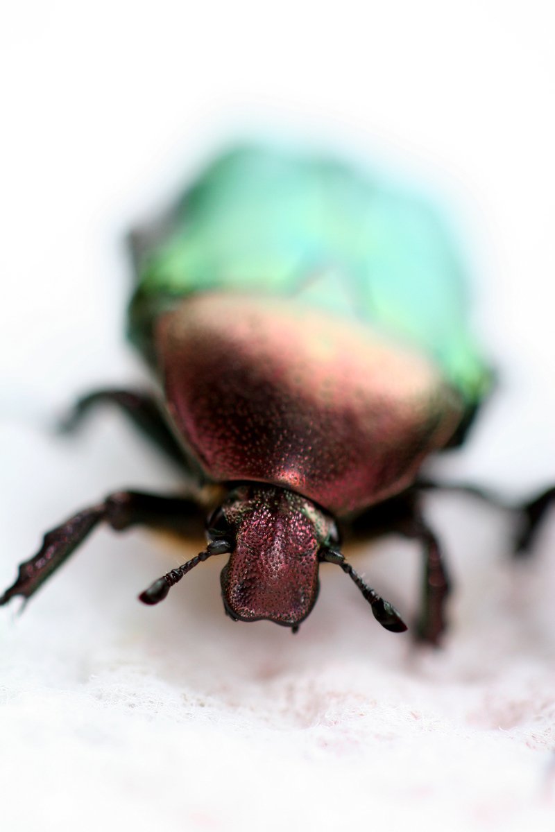 a very large bug with green and pink on the front