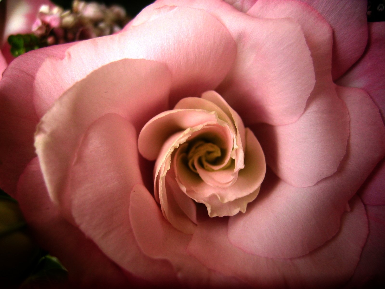 this po shows the inside of a pink rose