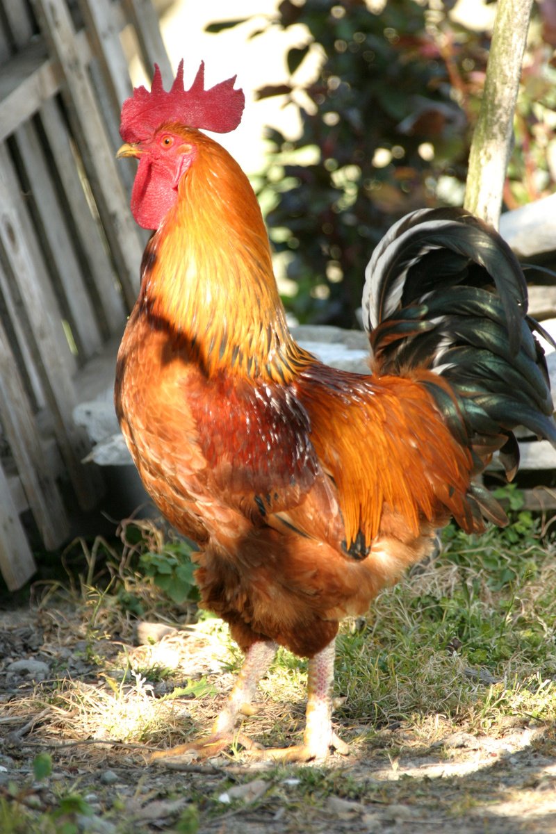 a colorful rooster stands in the yard