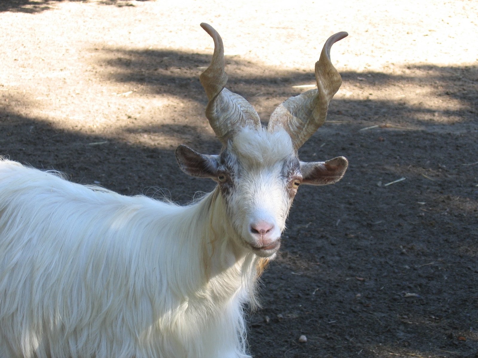an goat with long hair standing outside near the sun