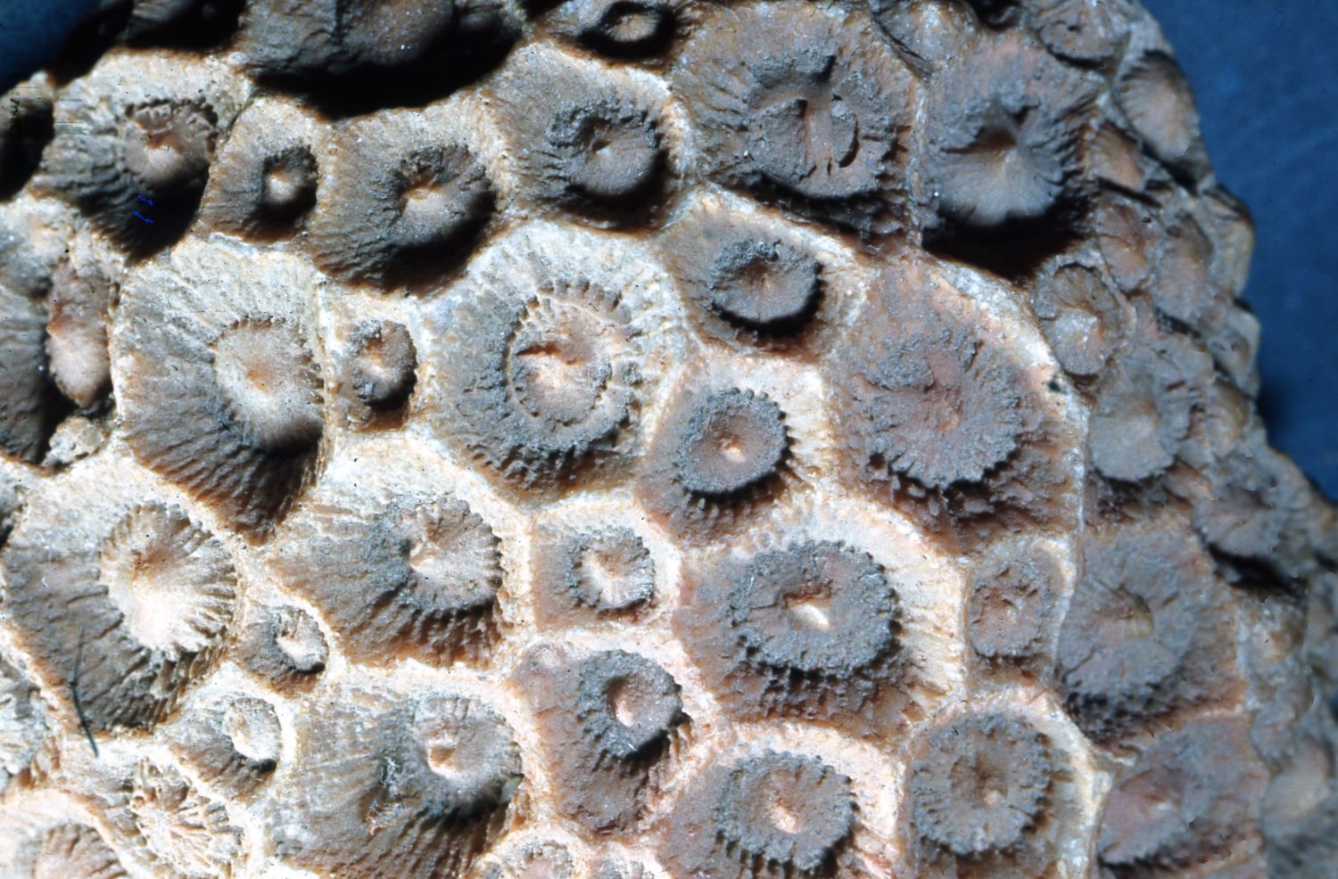 a closeup of an ancient coral found in a tropical sea