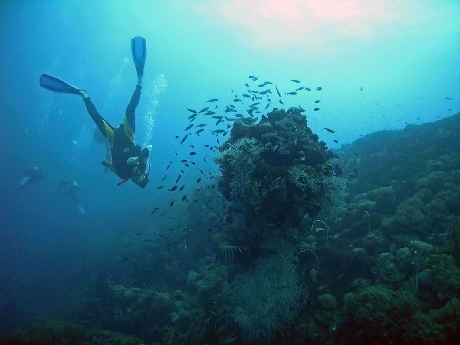 a group of scubaers in the blue waters