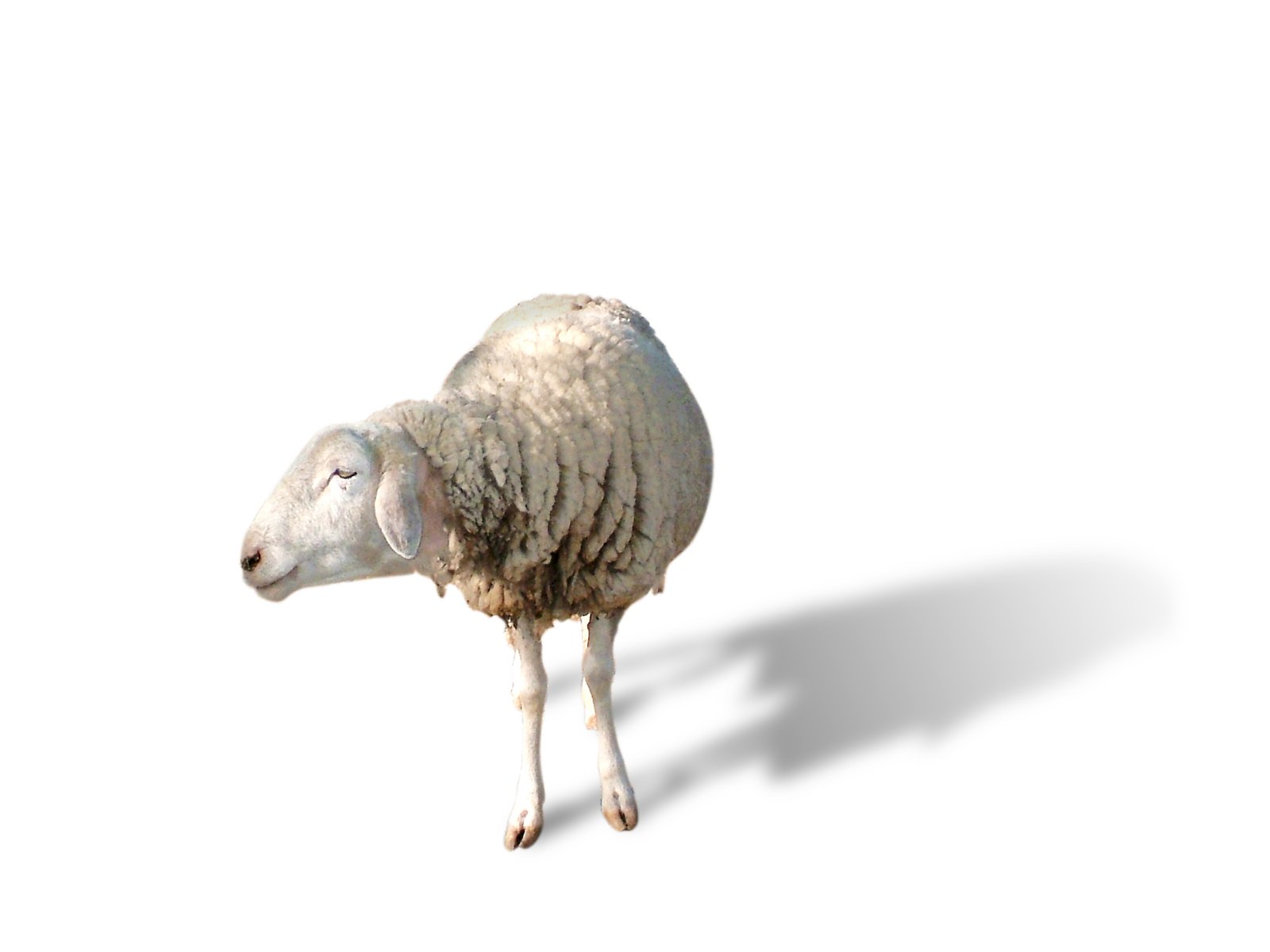 a sheep with wool standing on white background