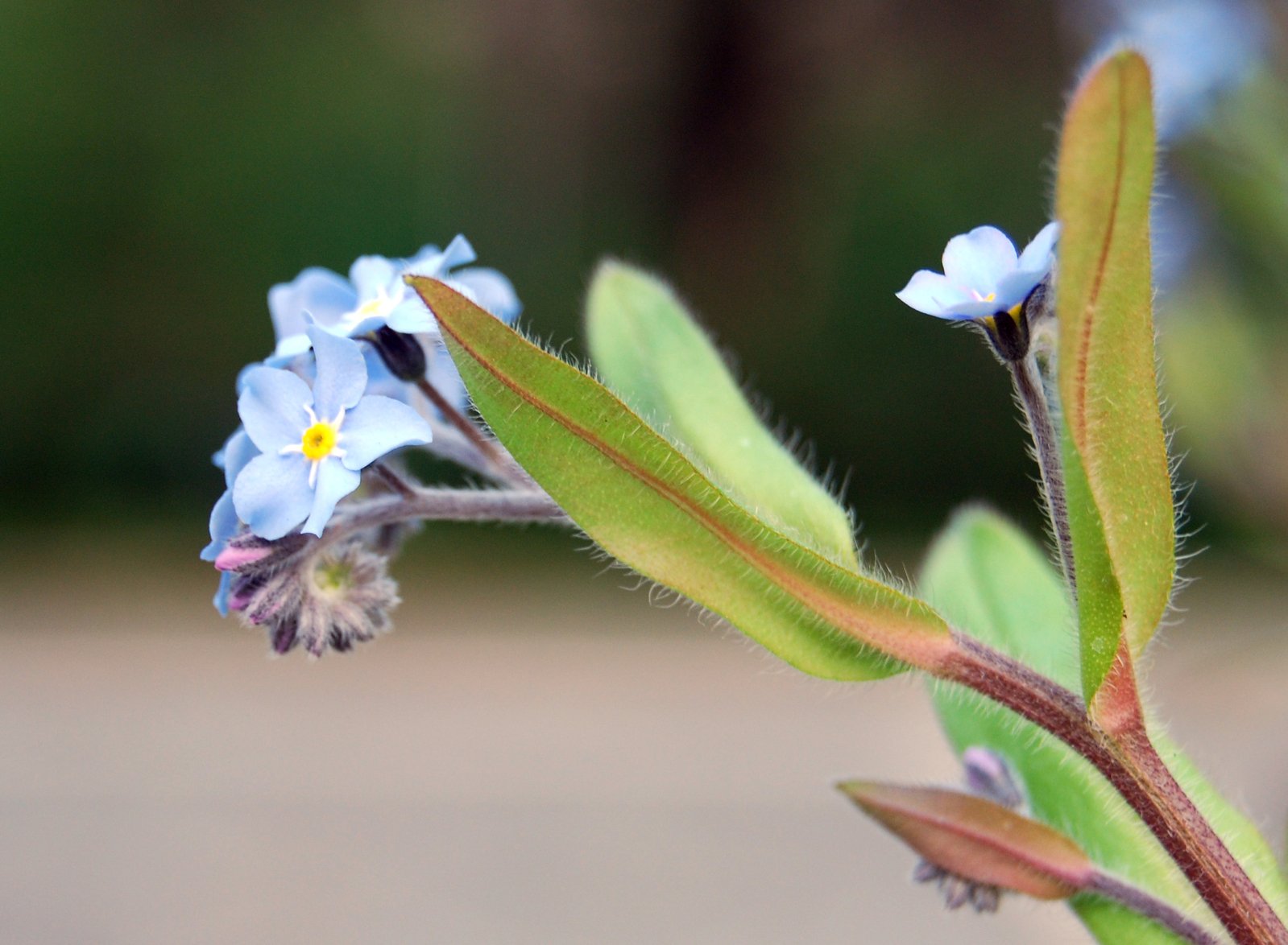 there is a little blue flower with lots of buddings