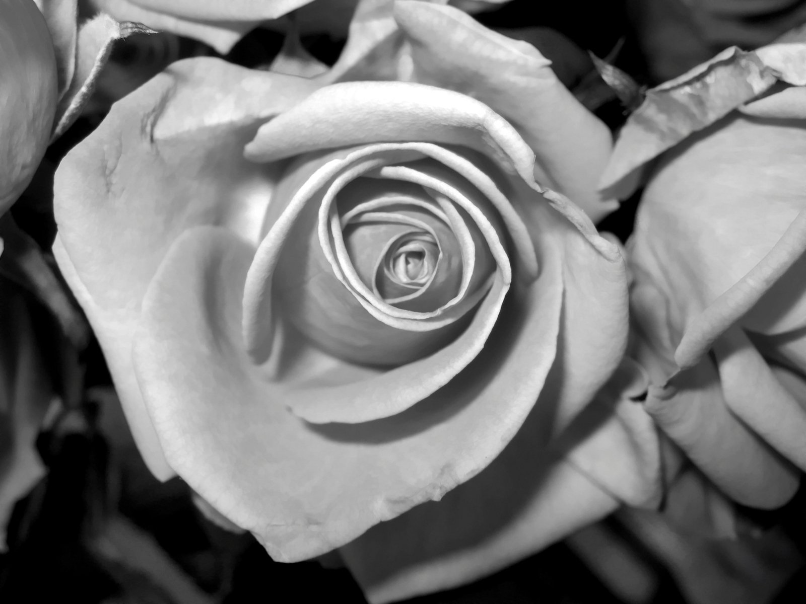 black and white image of rose blossom