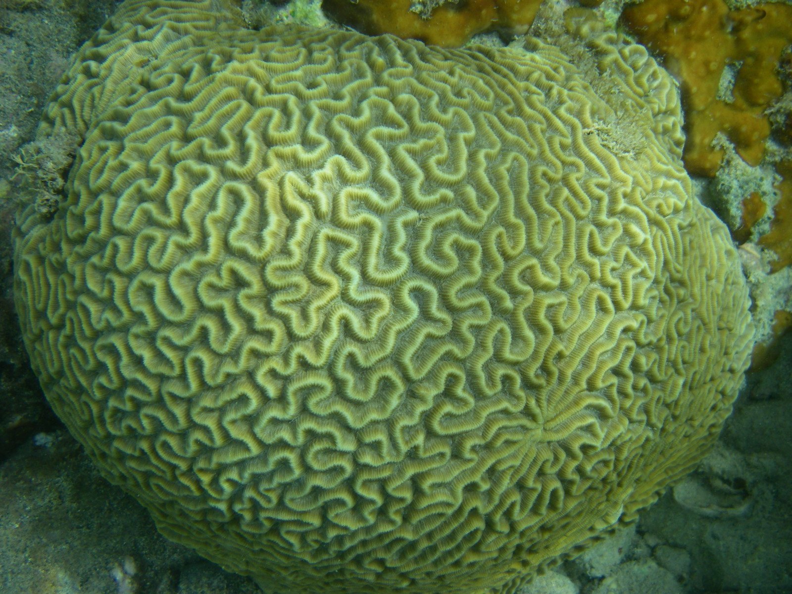 the orange structure on top of the coral shows an intricate pattern