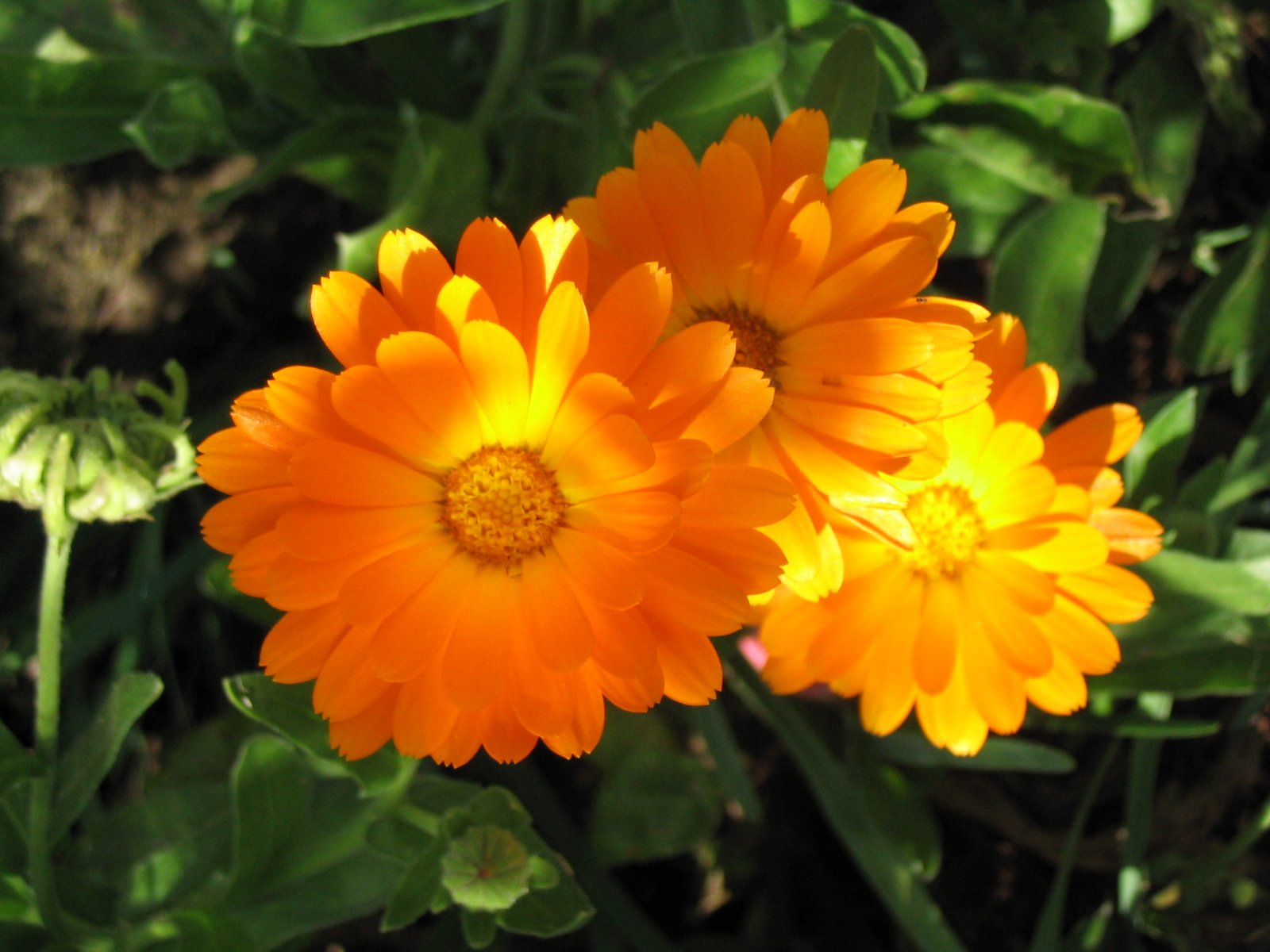 two yellow flowers sit together in a field