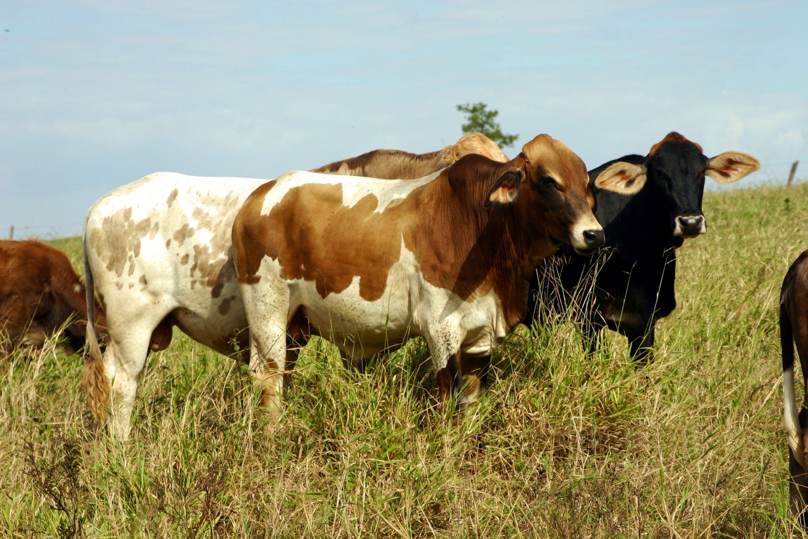 cows stand in the grass while the sun is low