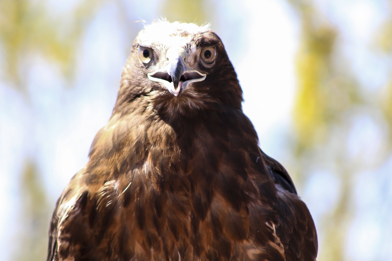 a closeup picture of a large brown bird with a white head