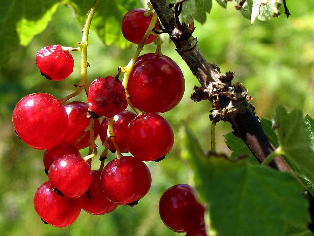red cherries growing on the nch of a tree