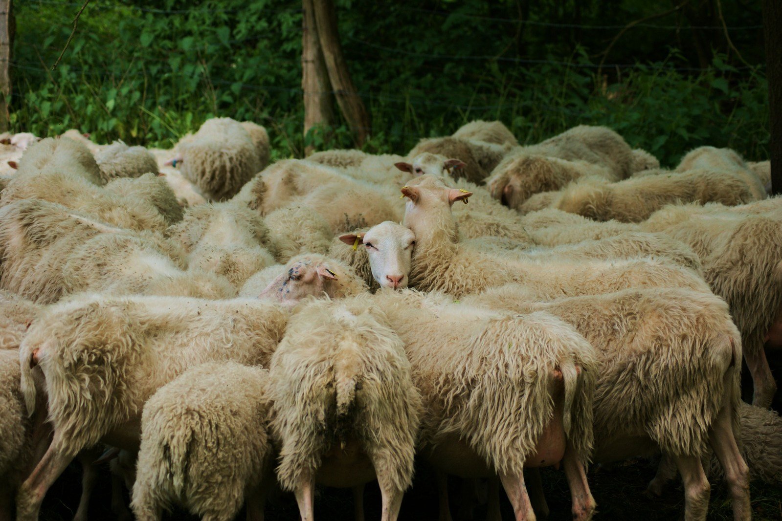 a herd of sheep gather together and look in different directions