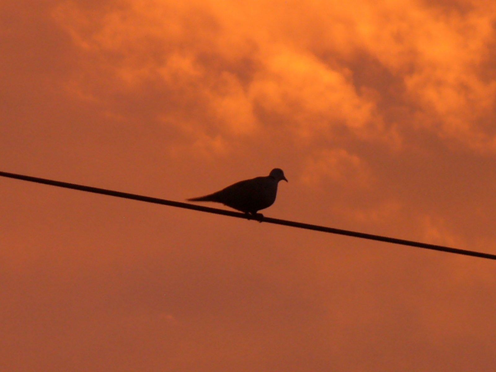 a bird sitting on the electrical wire under clouds