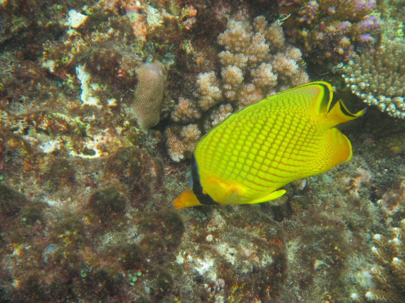 a bright yellow tangong coral with a yellow tangong fish