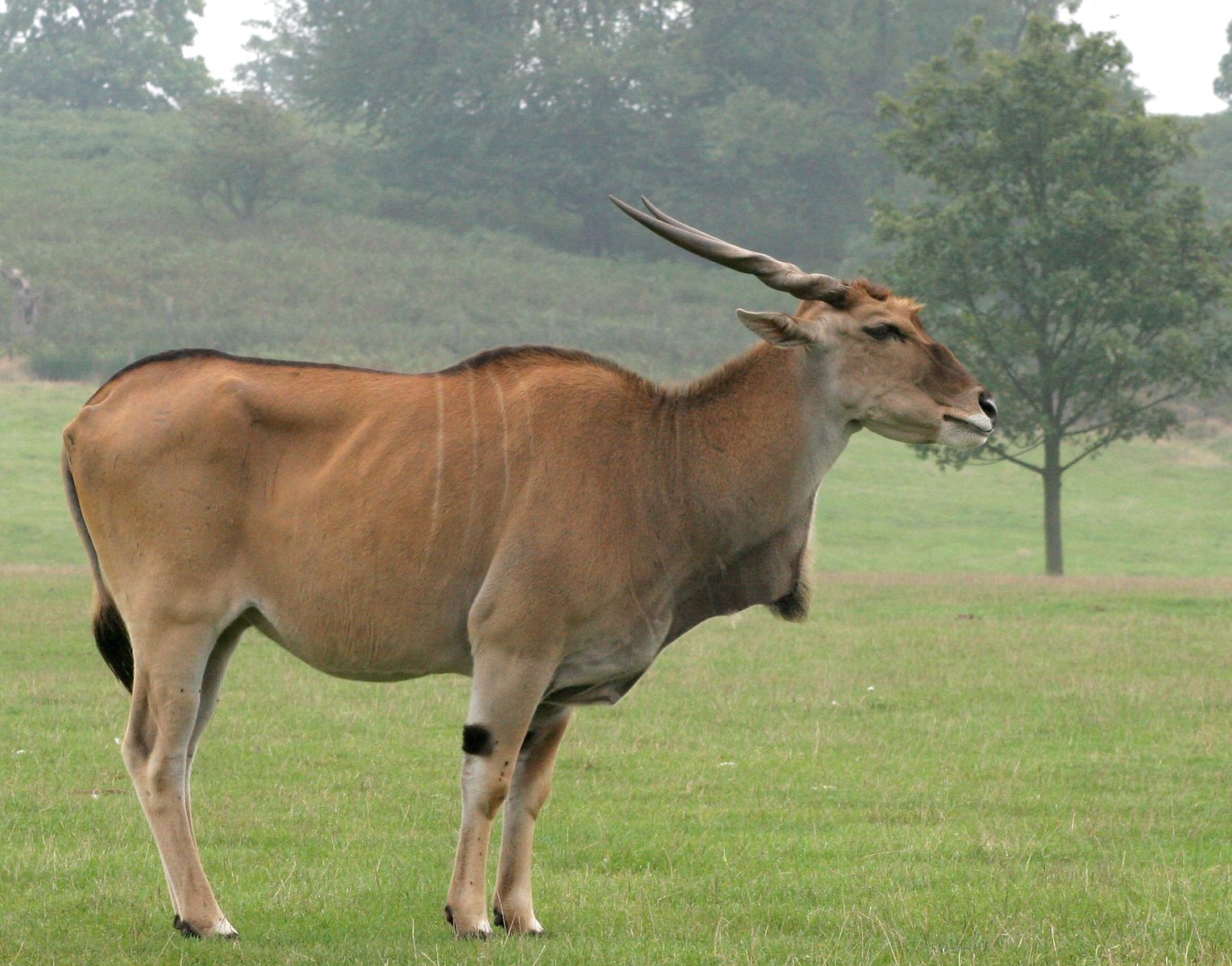 a large bull standing in the middle of a grass covered field