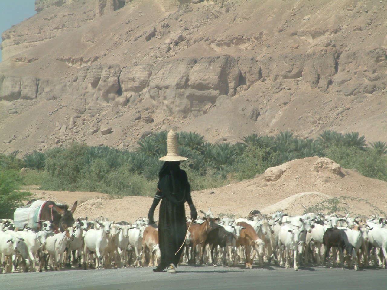 a woman walking behind some goats while it crosses the road