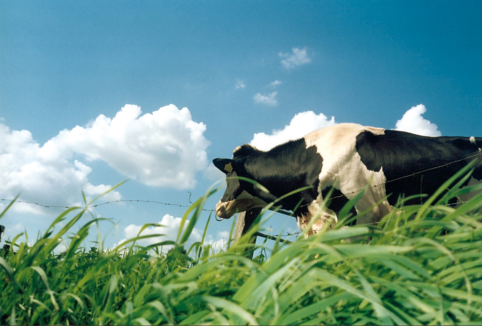 a cow grazing on a lush green field under a blue sky