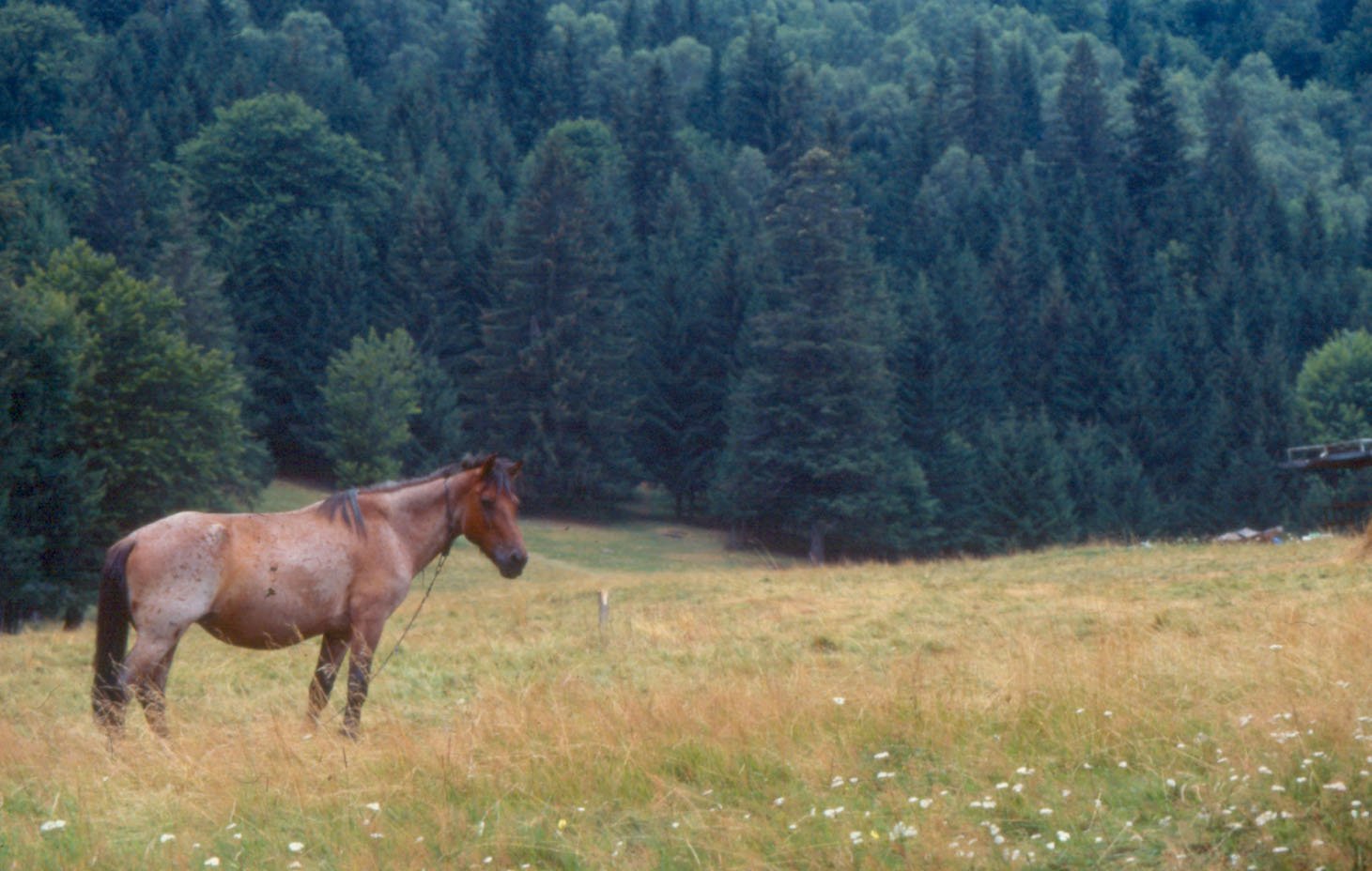 a horse that is standing in a grass field