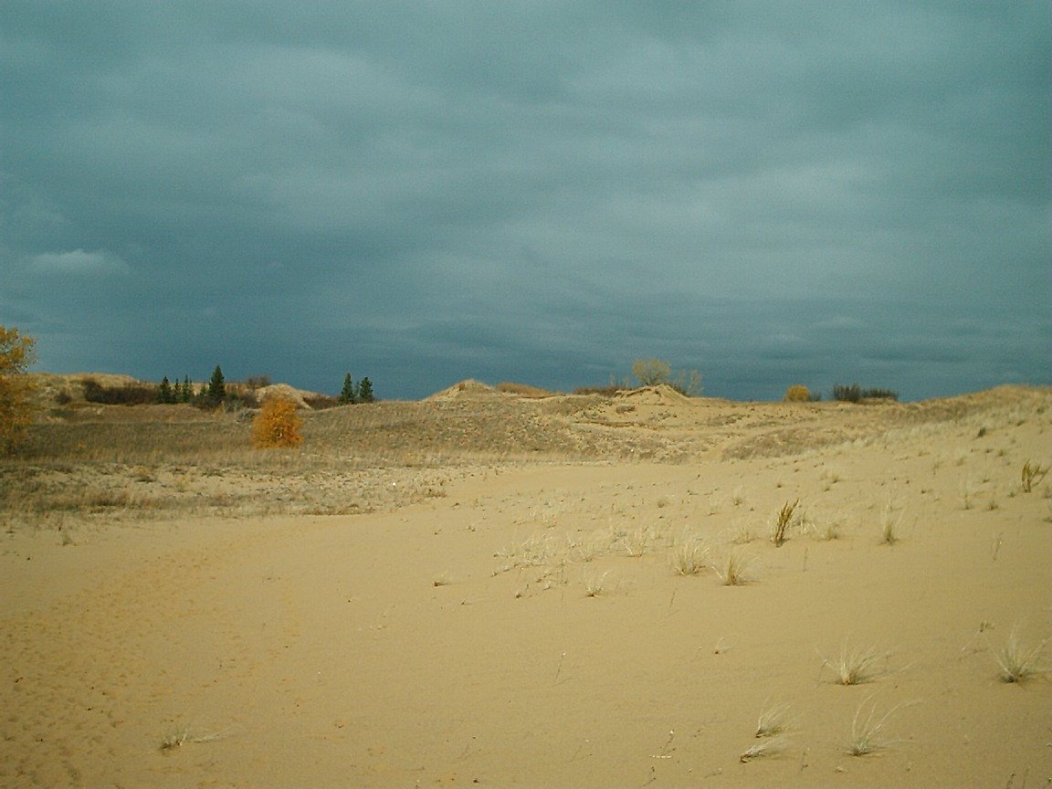 a dirt area surrounded by sand and trees