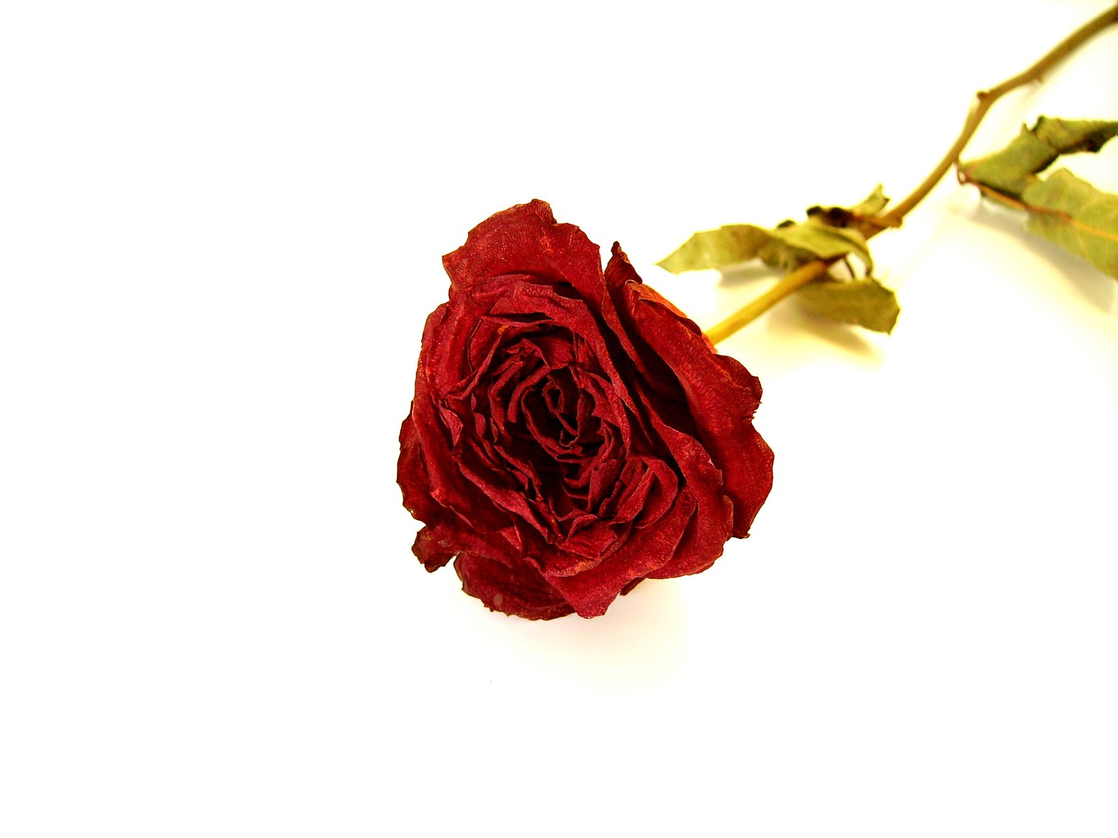 a single red rose with long stems on a white surface